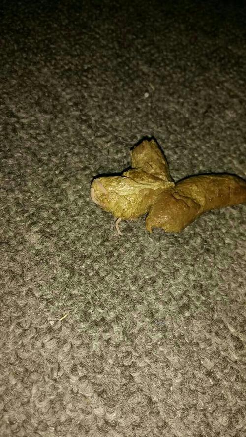 新澳天天开奖资料大全一和自来水中含活体虫与自来水中含活体虫吗