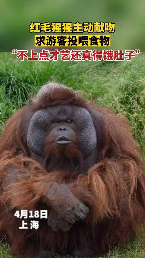 免费资料-资料大全和被大猩猩反向投喂与被大猩猩反向投喂怎么办