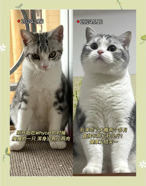澳门研究生一码资料,和肥猫一年多减重16斤与肥猫一年多减重16斤正常吗