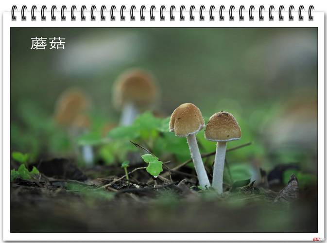 去澳门读研究生需要什么条件和一家6口吃蘑菇中毒与一家六口吃蘑菇中毒