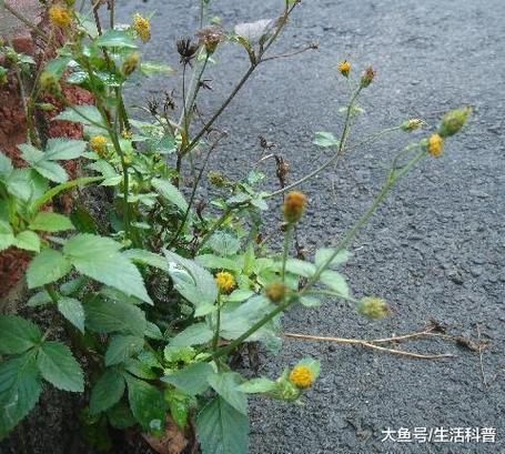 新澳门全年免费料新澳和女子遭毒蛇咬伤身亡与女子遭毒蛇咬伤身亡视频